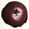 I’m donut?カカオ|334円