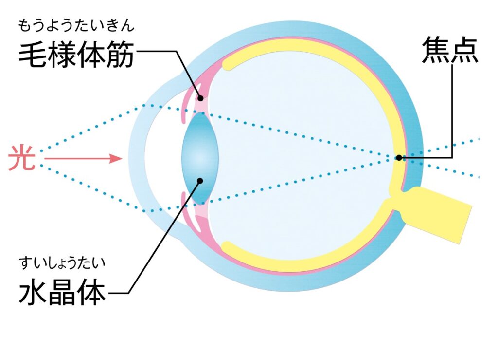 毛様体筋