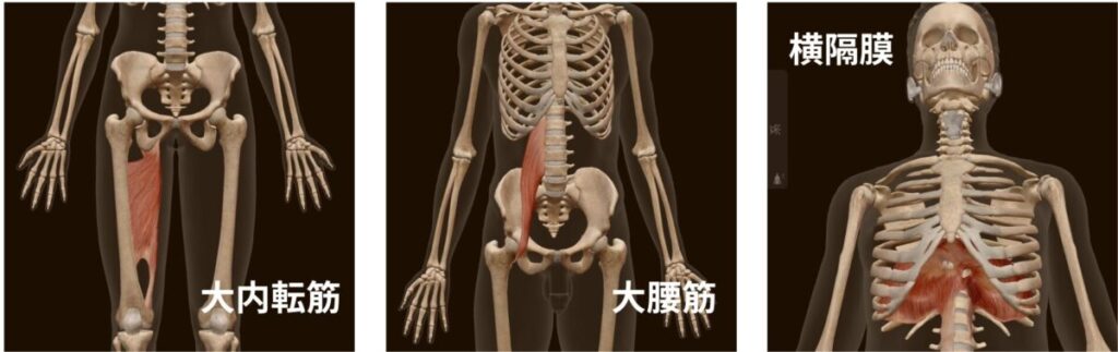 大腰筋、大内転筋、横隔膜という三大筋