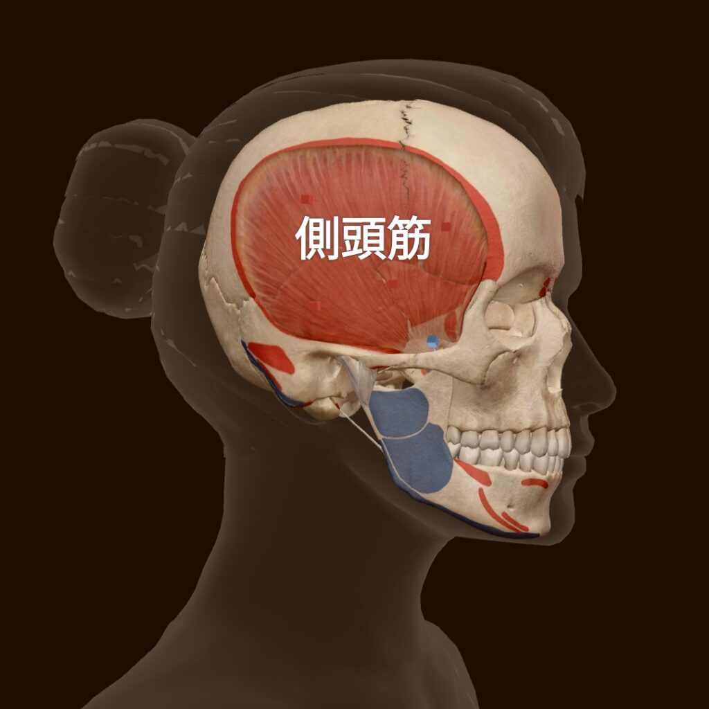 側頭筋