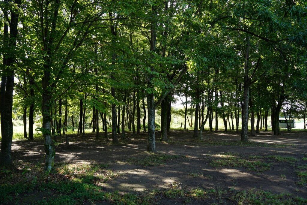 キャンプエリア