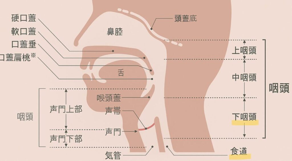 石橋貴明の癌の部位:食道と下咽頭の部位
