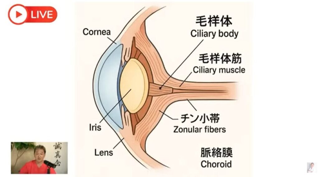 疲れ目、かすみ目の原因は、和食を食べないからだった　目の疲れに有効なビタミンB1 2 3 6 12は、玄米と青魚と貝と大豆とネギで全部摂れる！